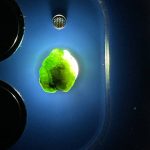 راف جواهری دمانتوئیدk427