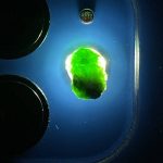 راف جواهری دمانتوئید k369