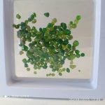 بارخونه راف جواهری دمانتوئید BR10