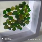 بارخونه راف جواهری دمانتوئید BR4