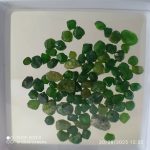 بارخونه راف جواهری دمانتوئید BR8