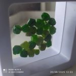 بارخونه راف جواهری دمانتوئید BR3