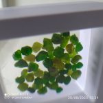 بارخونه راف جواهری دمانتوئید BR4