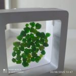 بارخونه راف جواهری دمانتوئید BR6