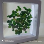 بارخونه راف جواهری دمانتوئید BR8